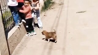 Dog is playing not scary front of you.