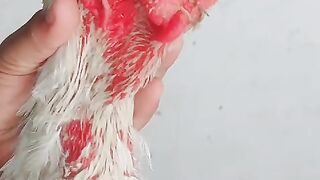 Red great