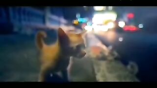 Cat servive