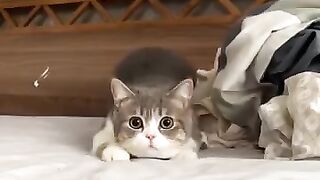 Fun animals 2