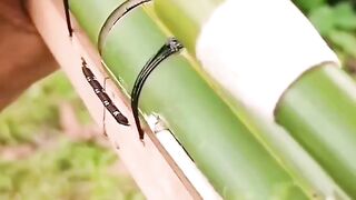 gun bamboo