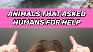 ANIMALS THAT ASKED PEOPLE FOR HELP 4K ???? #caughtoncamera #animals #shorts 2