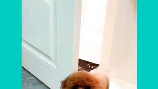 Smart dog and cute panda