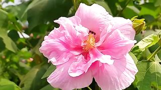 hibiscus mutablis