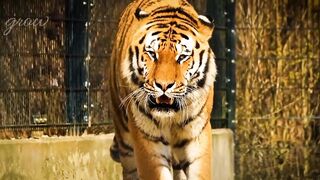 Eat a cheetah