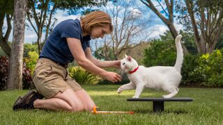 Cat Training: :This Is What Professionals Do