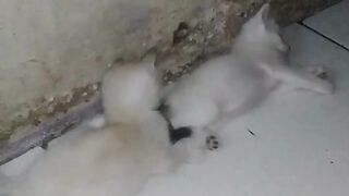 Gerak Ya Nggak Gerak