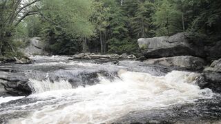 "Chasing Happiness: Nature's Pathways"
