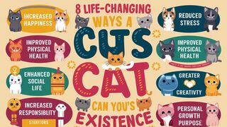 8 Ways Adopting a Cat Will Forever Transform Your Life