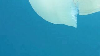 jellyfish 2