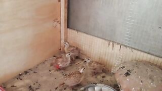 The many chicken