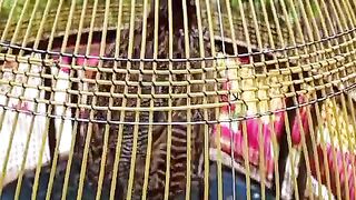 The single cage