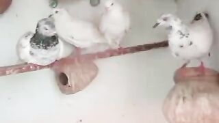Mangoti