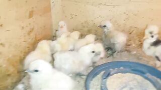 Chicken white