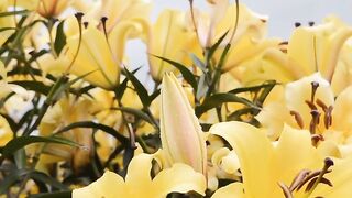 FLOWER 30099