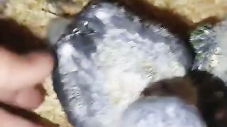 Parrot head