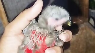 Chicken head