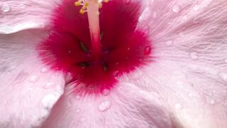 FLOWER 30100