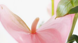 FLOWER 300102