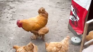 Bantam head