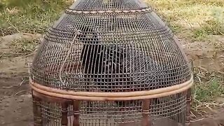 Why I am caged ?