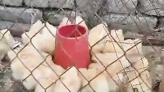 Yellow chicken