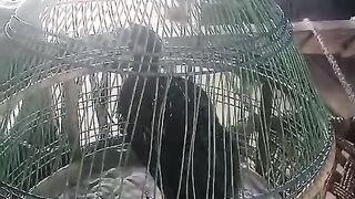 Emotional chicken