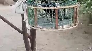 Tree chicken