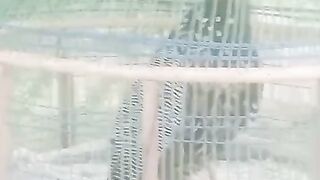 Chicken glass