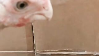Parrot beak ll beak 2