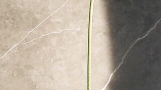 FLOWER 300103