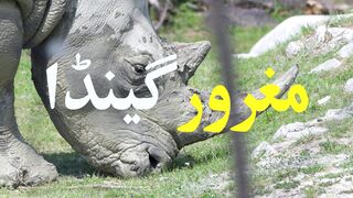 The Proud Rhinoceros.