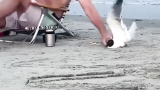 This guy caught a seagull and they became friends ????