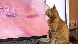 The cat try to catch rat but he Don' know the rat in the tv