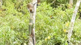 How to hunt a monkey