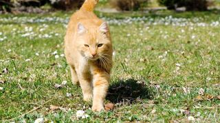 Ginger Kitty walking towards the camera