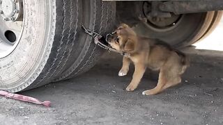 Puppy Emergency Rescue! #cutepet