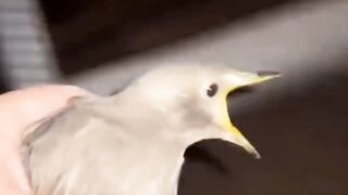 Talent !catch bird