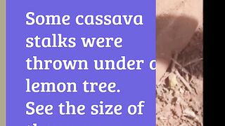 Beautiful cassava tree