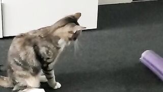 Fun with cat