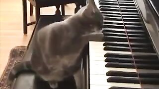 Funny cat videos funniest animal videos