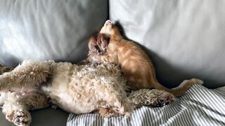 Play Time Dog And Kitty