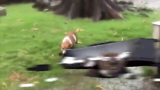 100 interesting animal 2023