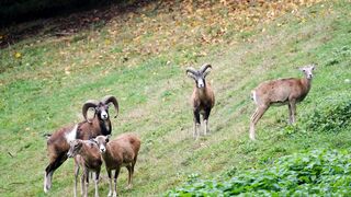 Sheep,Nature Beauty 0045
