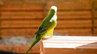 Nature beauty 011