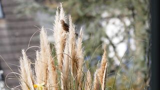 Nature beauty 013