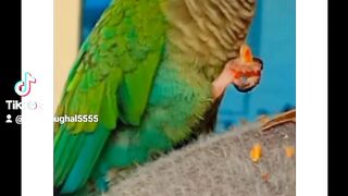 Birds lover