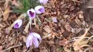 Why saffron is so expensive kesar itna mehnga kyu hota hai kesar ki kheti