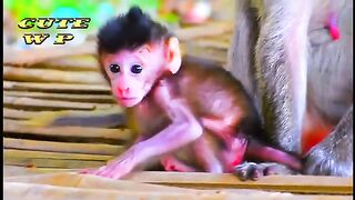 Monkey esperto