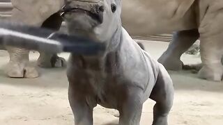 Baby rhino needs a good brushing